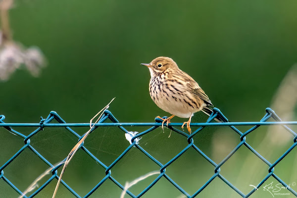 Meadow pipit