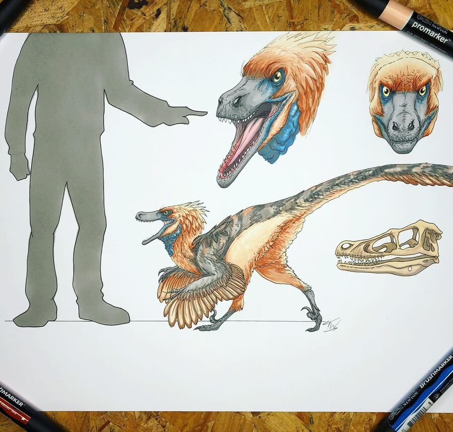 04-Velociraptor-Dinosaur-Drawings-Thomas-Waldron-www.designstack.co