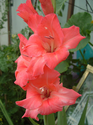 Close up of a gladiola bloom