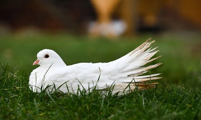Why does a dove curse?