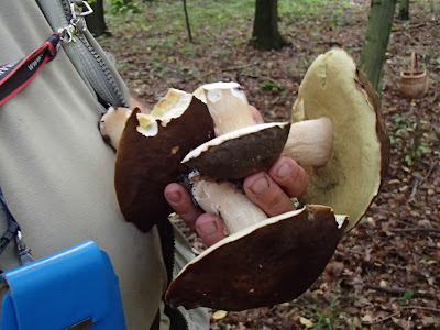 Boletus aereus borowik ciemnobrązowy