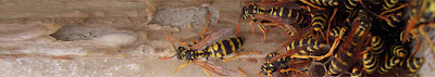 wasp control uk