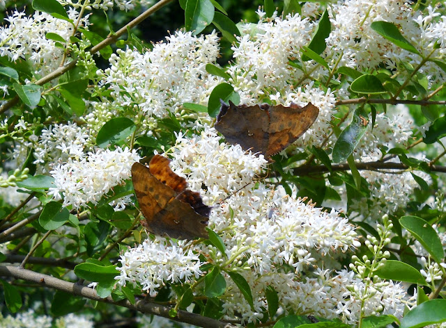 Side view of butterflies at Dixon Branch Creek, White Rock Lake