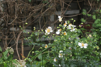 This photo features a variety of anemone flowers known as 'Honorine Jobert.’ They bloom in the fall and the ones seen here are white and this type of flower is featured in other posts on my blog @ https://www.thelastleafgardener.com/search?q=Anemone