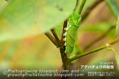 ジャバラ 柑橘に発生したアゲハチョウの幼虫 害虫