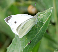 Mariposa de la col o blanca de la col (Pieris brassicae)