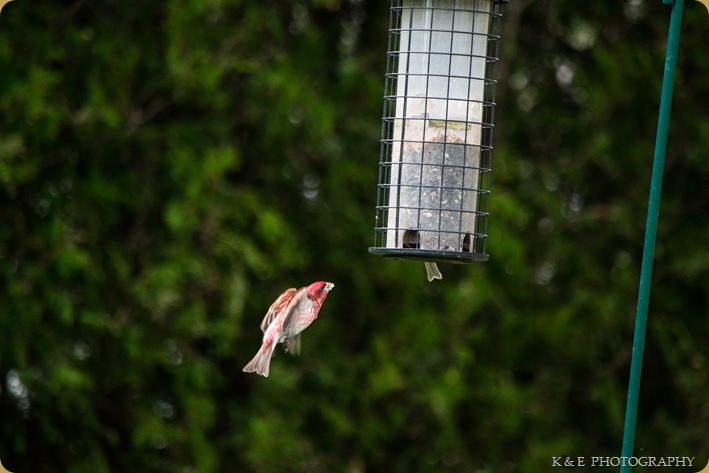 Birds In Flight (1 of 1)-13