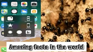 Most amazing facts in the world