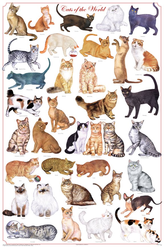 34 Karakteristik Cat Poster Yang Indah!