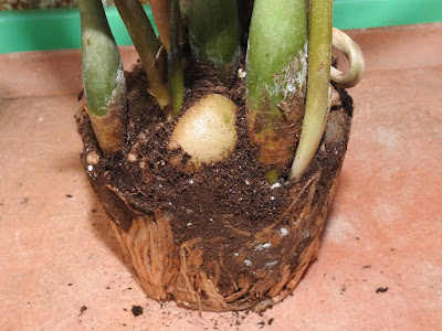美鐵芋（金錢樹）的地下塊莖