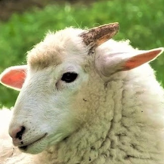 Wool Animal  Sheep | Farm Animal | Sheep Plural