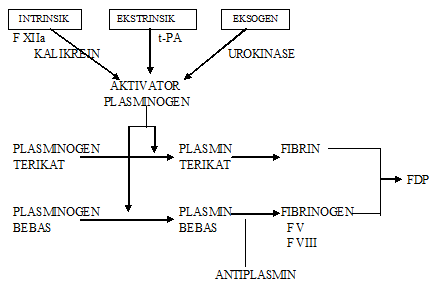 Fibrinolysis Pathophysiology