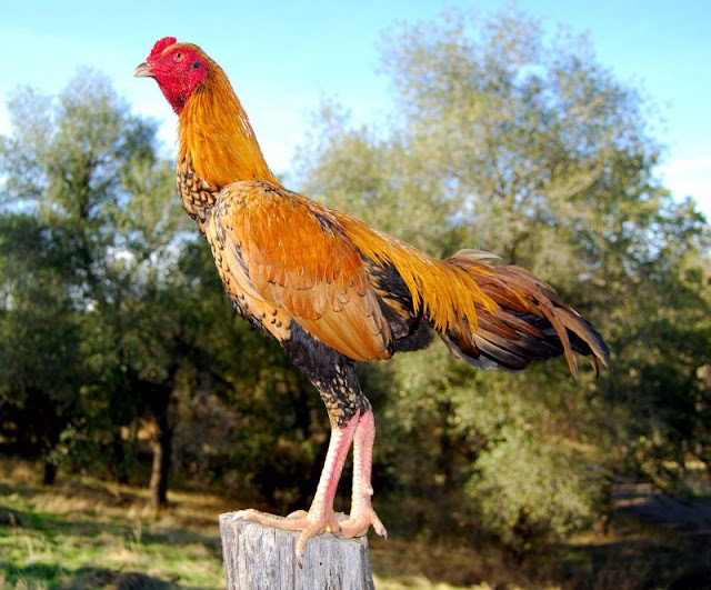 7 Jenis Ayam Aduan Terbaik yang Wajib Anda Miliki