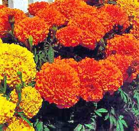 Marigold Flower Picture