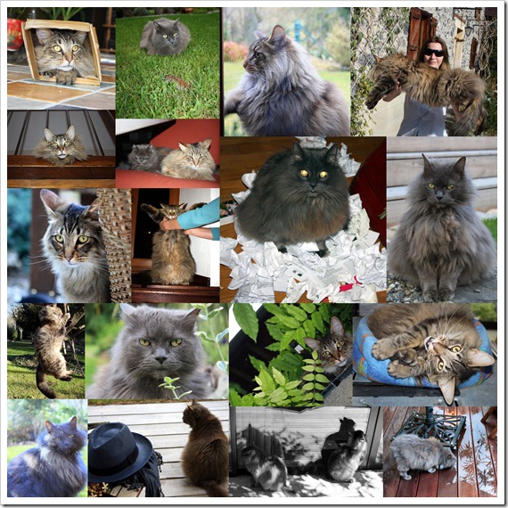 Коты 2011