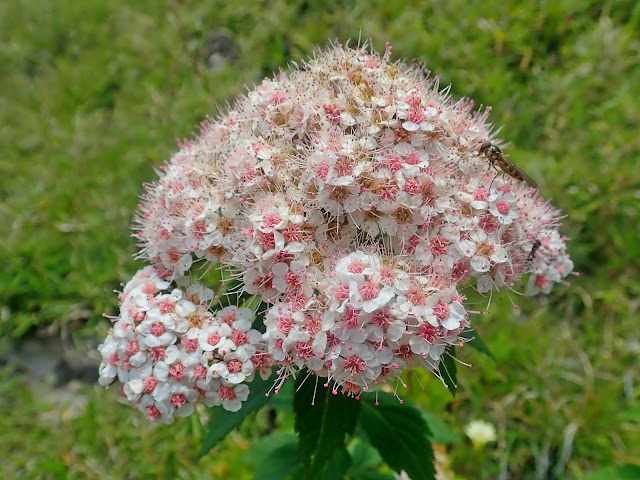 繡線菊