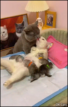 Cute Cat GIF • Purrfect cat family, love is the air and it's lunch time for kitties! [ok-cats.com]