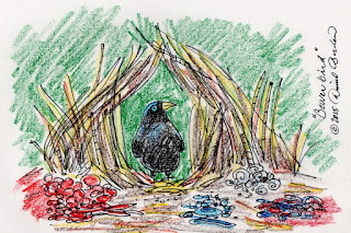 Sketch of a Bower bird proudly standing at the opening of his well decorated nest (c) 2015 by David Borden