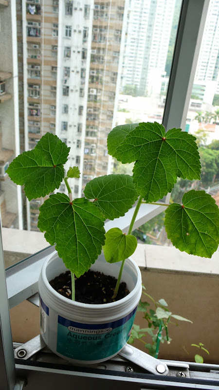 黃秋葵