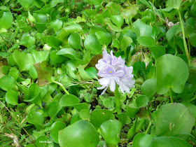 water hyacinth, Eichhornia crassipes