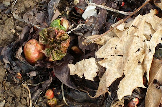 Rheum rhabarbarum, common name Rhubarb