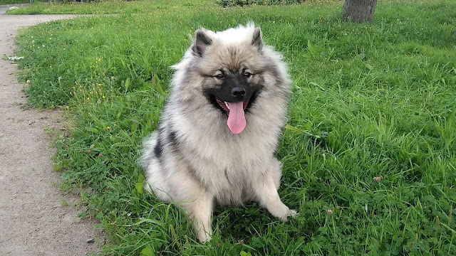 Keeshond