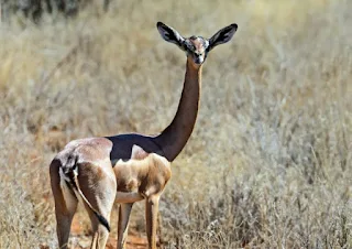 23 animais estranhos que você provavelmente não saiba que existem