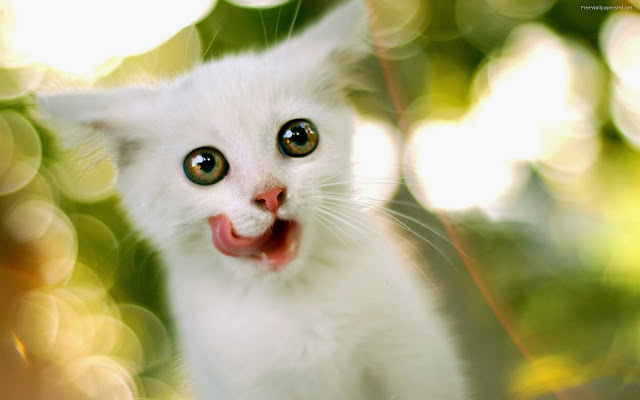 White Cat Face Animals Wallpapers Wallfive