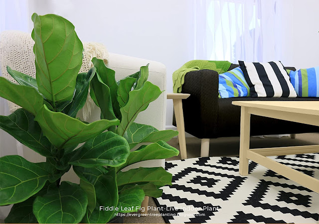 Fiddle Leaf Plant-Live Indoor Plant