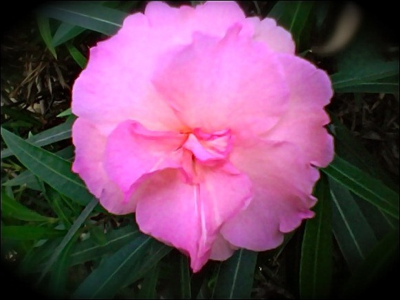 Oleander