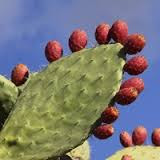 cactus Cactinea