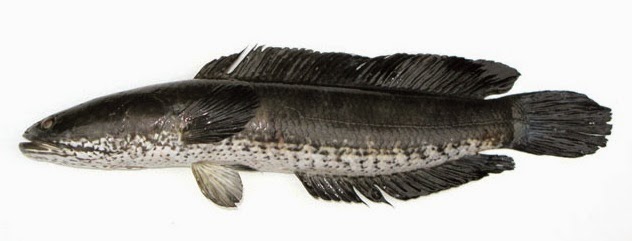 ivanildosantos gambar ikan haruan 