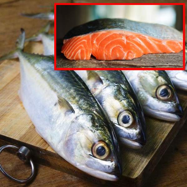 "Esok Harga Ikan Kembung Naik" - Rupanya Lagi Berkhasiat Dari Ikan Salmon