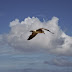 El vuelo de las gaviotas (+Fotos)