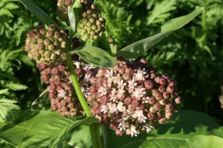 Asclépiade commune (Asclepias syriaca)