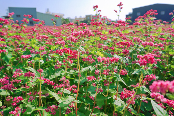 台中大雅紅色蕎麥花田好夢幻，粉紅色蕎麥花海免飛到日本就可欣賞