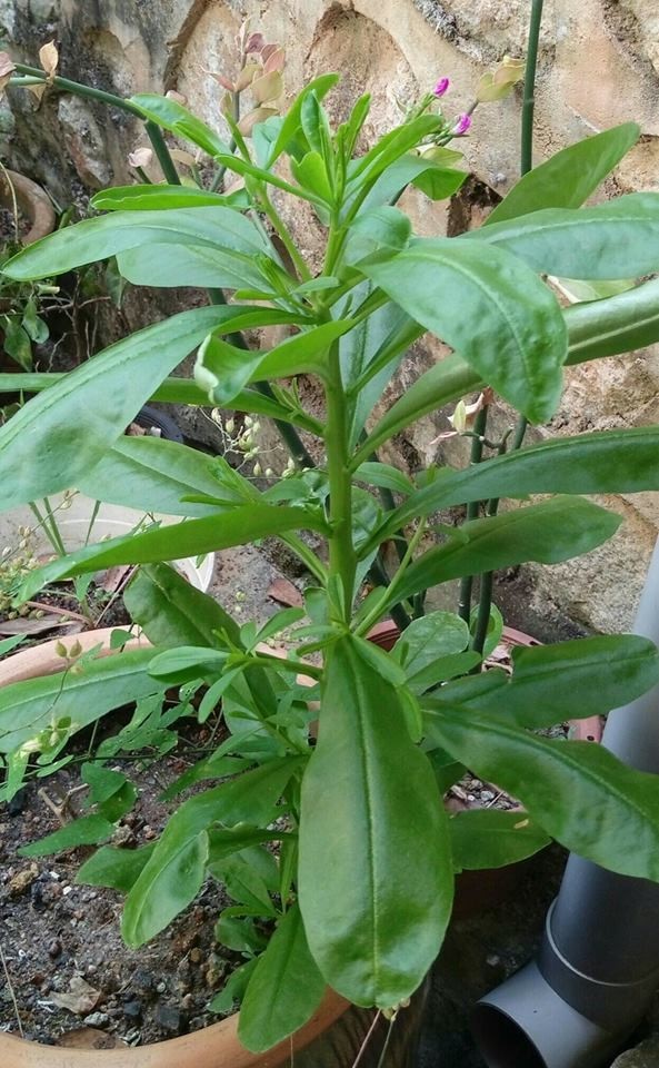 Tertunailah Hasrat Di Hati  KHASIAT POKOK GINSENG JAWA SOM 