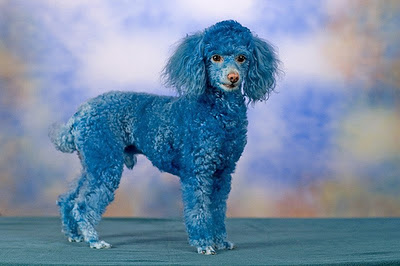 Blue Poodle Dog New Photos-Images | Funny And Cute Animals