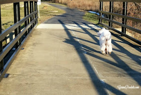 white poodle, Carma Poodale, running across a bridge