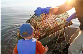 Hauling Maine Lobster Trap