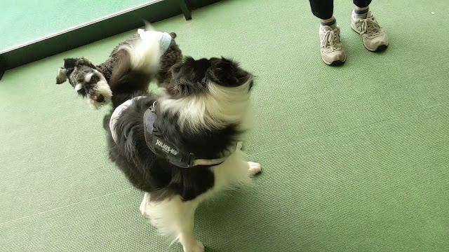 保護犬 ボーダーコリー トーマ イオンモール幕張新都心