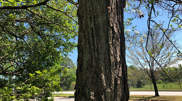 Hypoxylon canker disease damaging tree bark