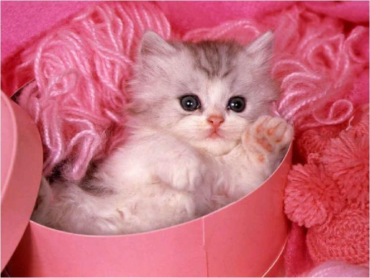  Gambar  Anak kucing  yang manis  dan imut