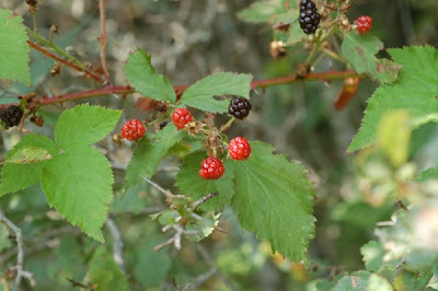 Ripening blackberries