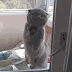 Top10s Animals Fail Gif vol.1