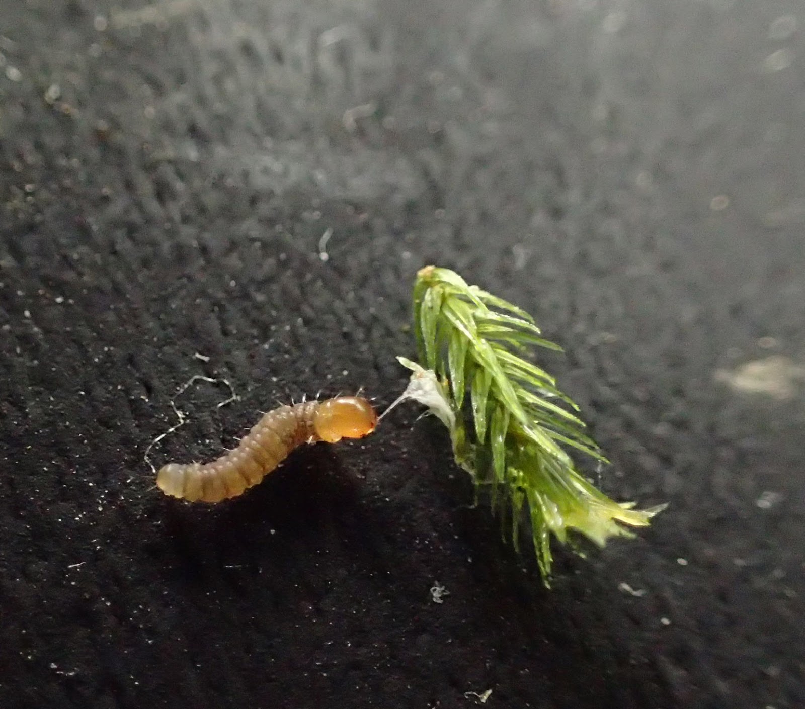 道草 Michikusa Blog 小さな苔の森 苔テラリウムの育て方 冬でも虫注意です