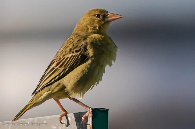 Cape Weaver Woodbridge Island Copyright Vernon Chalmers