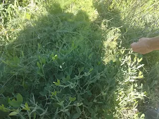 Big plants of wild Vetch Peas, picking hand