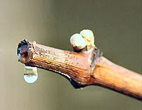 Buds on a grapevine