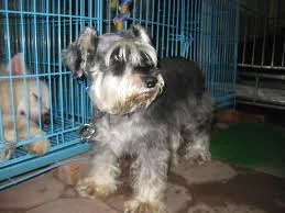 Giống chó Miniature Schnauzer